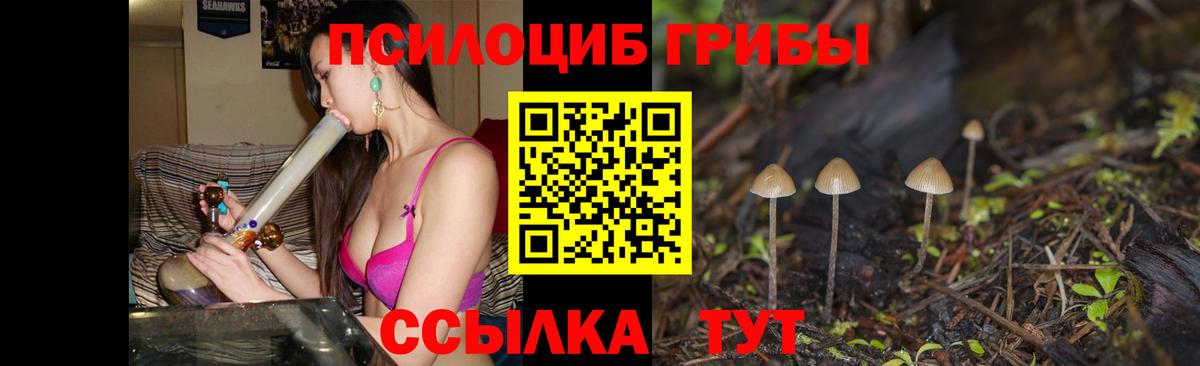 Галлюциногенные грибы Psilocybe Апатиты